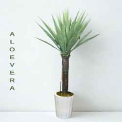 aloevera-agaci.jpg