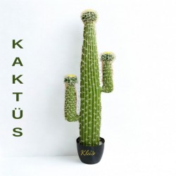 2-kollu-kaktus.jpeg